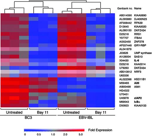 Figure 2. Inhibition of NF-κB-regulated antiapoptosis gene expression in EBV- and KSHV-infected lymphoma cells. Total RNA (5 μg) was isolated from BC-3 and EBV-IBL cells treated with and without 5 μM Bay 11-7082 for 6 hours and subsequently was labeled and hybridized to Affymetrix UA95v2 probe arrays. Data analysis was performed with Genespring software based on results of 3 independent experiments. Genes with greater than 2-fold change in both cell types are shown. In both cell types, treatment with Bay 11 resulted in more than 2-fold down-regulation of IL-6, cIAP-2, A20, and IκBα.