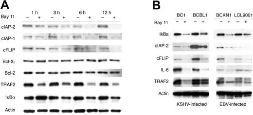 Figure 3. Down-regulation of NF-κB-regulated antiapoptosis, signaling, and growth factors is concomitant with the onset of apoptosis in EBV- and KSHV-infected lymphoma cells. (A) EBV-IBL and BC-3 whole cell extracts, generated as described in the legend to Figure 2, were evaluated by Western blot analyses for expression of the indicated proteins. After initial probe, blots were stripped and reprobed with an actin control. Results shown are for BC-3 but are representative of both cell types in terms of down-regulation and timing. (B) Evaluation of protein expression in KSHV-infected BC-1 and BCBL-1 cells and EBV-infected BCKN-1 and LCL-9001 cell lines. Protein expression was evaluated by Western blot analyses using whole cell extracts from cell lines cultured at 7.5 × 105 cells/mL and treated with Bay 11-7082 for 6 hours. After initial probe, blots were stripped and reprobed with actin control.