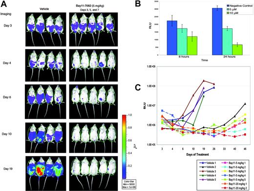 Figure 5. In vivo imaging of NF-κB activity in mice with PEL. (A) NOD/SCID mice were challenged with 10 × 106 BC3/NFκB-luc traceable cells and subsequently received injections of vehicle (left) or 5 mg/kg Bay 11-7082 (right) on days 3, 5, and 7 after tumor challenge. Mice were imaged on the days indicated after injection with luciferin. ROI chosen for data acquisition is shown by the green oval over each mouse. (B) Luciferase activity was measured in the BC3/NFκB-luc cell line after treatment with Bay 11-7082 in vitro showing a reliable dose- and time-dependent response to NF-κB inhibition. Error bars represent SD. (C) Bioluminescence was quantitated and reported as relative bioluminescence units (BLU) at different time intervals for each mouse studied. All but 2 mice showed luminescence above background levels at day 3 (before drug injection); mouse 2 in the vehicle group did not develop detectable tumor until approximately day 33 of the experiment and is, therefore, not shown in panel A, and mouse 2 in the Bay 11 20-mg/kg dose group has not developed visible tumor to date. Treatment with Bay 11-7082 resulted in decreased bioluminescence by 24 hours, indicating decreased NF-κB activity. The luminescence remained low in the mice treated with Bay 11-7082 (squares), whereas it increased progressively in the mice treated with vehicle alone (triangles). Mice for which the line was interrupted before the last point in time shown represent those that developed ascites and were humanely killed.