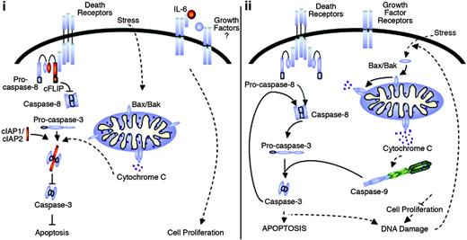 Figure 6. Common NF-κB-mediated prosurvival mechanisms protect KSHV- and EBV-infected lymphoma cells from apoptosis. In KSHV- and EBV-infected lymphoma cells, apoptosis events are prevented by antiapoptosis, cell signaling, and growth factors regulated by NF-κB (i; NF-κB target genes shown in red). When abrogation of constitutive NF-κB activity occurred (ii), KSHV- and EBV-infected lymphoma cells were sensitized to apoptosis stimuli, and spontaneous apoptosis proceeded through activation of mitochondrial-dependent apoptosis events. Activation of caspases most likely occurred by normal stress stimuli but was enhanced by DNA damage induced in the cells as a result of growth factor deprivation.