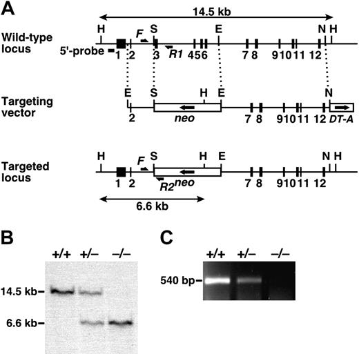 Figure 1. Targeted disruption of the mouse Adamts13 gene. (A) Structure of the targeted locus in the mouse Adamts13 gene. Exons are represented by filled boxes. A neomycin-resistance cassette (neo), in the opposite transcriptional orientation, and a forward-oriented diphtheria toxin A fragment expression cassette (DT-A) are indicated. Homologous fragments are indicated by dotted lines; the HindIII fragments detected by Southern analysis of the wild type and targeted alleles are indicated by double-headed arrows. The sites of primers used for the genotyping PCR (F, R1, and R2) are indicated by arrows. H indicates HindIII; S, SalI; E, EcoRI; N, NcoI. (B) Southern blot analysis. gDNA from offspring obtained from heterozygous intercrosses was digested with HindIII and detected with the 5′-specific probe (wild type: 14.5 kb; targeted allele: 6.6 kb). (C) RT-PCR analysis. Total RNA isolated from mouse liver was reverse-transcribed and amplified using the Adamts13-specific primer set to generate a 540-bp fragment.