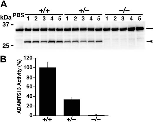 Figure 3. ADAMTS13 activity in plasma. (A) Qualitative assay using a recombinant substrate, GST-mVWF73-H. The substrate and product bands are indicated by arrows and arrowheads, respectively. (B) Quantitative assay using a fluorogenic substrate, FRETS-VWF73. Data are mean ± SD from 4 mice for each genotype. The average activity measured in wild-type mice was defined as 100%.