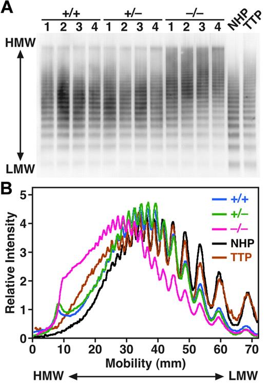 Figure 4. Analysis of plasma VWF multimers. (A) VWF multimer patterns. Plasma samples (1 μL/lane) from Adamts13+/+, Adamts13+/–, and Adamts13–/– mice were electrophoresed on SDS-agarose gels and transferred to nitrocellulose membranes. VWF multimers were detected with anti-VWF antibodies. Normal human plasma (NHP) and ADAMTS13-deficient TTP patient plasma (TTP) were analyzed in parallel (0.2 μL/lane). (B) Relative intensities of plasma VWF multimers. The chemiluminescent intensities of the VWF multimer patterns (A) were scanned using image analysis software. HMW indicates high molecular weight; LMW, low molecular weight.