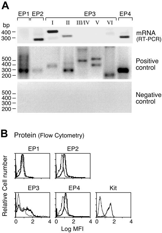 Figure 1. Profile of EP receptors expressed by hMCs. (A) Total RNA was extracted from 8-week-old hMCs derived in the presence of SCF, IL-6, and IL-10, and samples were subjected to RT-PCR with primers specific for each indicated receptor. Positive control (from genomic DNA) and negative control (from non-reverse-transcribed RNA) are displayed. (B) Eight-week-old hMCs were fixed, permeabilized, and stained with affinity-purified polyclonal antibodies specific for the indicated receptor proteins. IL-4 priming did not change the levels of expression of any EP receptor (not shown). Bold tracings indicate EP receptors; light tracings, control IgG. MFI indicates mean fluorescence intensity. RT-PCR data in panel A and flow cytometry in panel B are from experiments representative of 8 and 3 performed, respectively, each using the cells of a different donor.