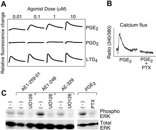 Figure 2. Functional signatures of the EP3 receptor. (A) FLIPR assay revealing dose-dependent calcium fluxes by hMCs stimulated with the indicated concentrations of PGE2, PGD2, or LTD4. Each tracing is representative of triplicate samples, all of which showed virtually identical responses. (B) Effect of overnight treatment with PTX on calcium flux by Fura-2-am-loaded hMCs stimulated with PGE2 (10 μM). Data are from 1 of 3 experiments in which a calcium response was elicited. (C) SDS-PAGE immunoblot showing signals corresponding to phosphorylated and total ERK MAPK in samples of hMCs stimulated for 5 minutes with the indicated agonists (1 μM each) in the presence or absence (-) of the MEK inhibitor, UO126, or PTX. Data are from a single experiment representative of 4 performed, all of which yielded similar results.