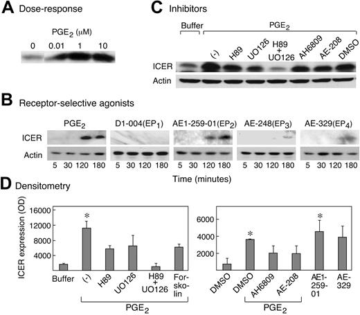 Figure 7. Expression of the transcriptional repressor ICER. (A) hMCs were stimulated with PGE2 at the indicated concentrations for 3 hours. Lysates of the cells were resolved by SDS-PAGE, and immunoblotting was performed with a CREM-specific antiserum that recognizes ICER. (B) Time-dependent induction of ICER expression in response to PGE2 or EP receptor-selective analogs. Lysates were generated from hMCs stimulated with the indicated agonist (1 μM each) for 5 minutes to 3 hours. The samples were subjected to SDS-PAGE and immunoblotting with anti-CREM. The same blot was stripped and probed for β-actin. Data in panels A and B are from single experiments representative of 3 performed for each. (C) Effects of H89 (10 μM), UO126 (5 μg/mL), AH6809 (50 μM), and AE-248 (10 μM) on the induced expression of ICER in response to stimulation with PGE2 (1 μM) for 3 hours. Results in a second experiment were similar. (D) Quantitative densitometry showing induction of ICER following stimulation with the indicated agonists (1 μM) or their respective buffer controls for 3 hours. Results are the means ± SEM from a minimum of 4 separate experiments, except for the combined effect of H89 with UO126 (top), and the effects of the EP2 and EP4 receptor-selective antagonists AH6809 and AE-208, both of which represent mean ± 1/2 range from 2 of these experiments. *P < .05 relative to control (buffer or DMSO alone).
