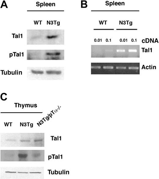 Figure 1. Constitutive activation of Notch3 increases Tal1 expression. (A-B) Lymphoma cells derived from spleen of Notch3-IC Tg mice displayed high percentages of CD8 and CD8/CD4 cells; thus, Tal1 expression was analyzed by WB and RT-PCR in CD8+-selected thymocytes derived from either WT or Notch3-IC (N3Tg) mice (7-10 weeks). Each sample was analyzed in 2 serial dilutions as indicated (1:10, 1:100). β-Tubulin and β-actin, respectively, were used as loading control. (C) Immunoblot analysis of phosphorylated Tal1 (p-Tal1) or total Tal1 expression in whole-cell extracts of CD8+/DP WT, N3-IC Tg, and N3-IC Tg/pTα-/- thymocytes (4-week-old mice). Tubulin was used as loading control.