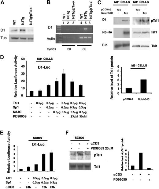 Figure 3. Notch3 increases D1 expression through modulation of Tal1 activity. (A-B) D1 expression analyzed by WB and RT-PCR from primary thymocytes derived from WT, Notch3-IC (N3-IC Tg), and N3-IC Tg/pTα-/- mice (4 weeks of age). β-Tubulin and β-actin, respectively, were used as loading control. (C) M31 cells were transfected with either the pCDNA3 or Notch3-IC plasmids as indicated. Transient transfection efficiency, as assessed by GFP expression of a cotransfected expression vector, was greater than 70%. At 48 hours after transfection, total cell extracts were analyzed by immunoblotting with indicated antibodies. (C, bottom) Densitometric analyses of Tal1 level in M31 cells transfected with Notch3-IC. (D) M31 cells were transfected with the D1-promoter luciferase reporter plasmid plus expression vectors for constitutively active Notch3-IC, Tal1, and SP-1. Twelve hours after transfection, cells were treated with 25 and 50 μM PD98059, MEKK1 inhibitor, as indicated. Luciferase activity was determined at 24 hours after transfection. (E) SCB.29 cells were cotransfected with D1-Luciferase promoter, Tal1 and Sp1 expression vectors. After 12 hours from transfection, cells were treated with anti-CD3 for the time indicated. Luciferase activity was determined at 36 hours after transfection. (F, left) SCB29 cells were treated with anti-CD-3 Ab for 12 hours, and p-Tal1 expression was analyzed by Western blot, Tal1 blot was used as a loading control. (F, right) Densitometric analyses of pTal1 level in SCB29 cells treated with anti-CD-3.