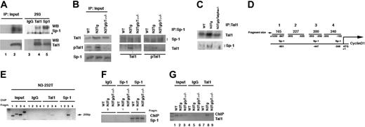 Figure 4. Binding of the Tal1 and SP-1 proteins to the endogenous D1 promoter as assessed by chromatin immunoprecipitation. (A) Physical association between the Sp1 and Tal1 transcription factors. HEK 293 cells were cotransfected with 8 μg mammalian expression vectors for Sp1 and Tal1. Cell lysates were immunoprecipitated with the indicated antibodies or affinity-purified mouse IgG. Immune complexes were analyzed by SDS 6% polyacrylamide gel for Sp1 and by SDS 10 % polyacrylamide gel for Tal1 analysis and sequential immunoblotting with Sp1 and Tal1 antibodies. Total extracts (60 μg) derived from 293 transfected cells were used as input control. (B) Total cell lysates (2 mg) derived from primary thymocytes obtained from the indicated mice (4 weeks of age) were immunoprecipitated with antibodies against either Sp1 (B) or Tal1 (C). Immune complexes were analyzed by immunoblotting with the goat polyclonal antibodies against Sp1 or Tal1. Immune complexes were analyzed by SDS 6% polyacrylamide gel for Sp1 and by SDS 10% polyacrylamide gel for Tal1 analysis. (B, left) Total extract (60 μg) derived from indicated mice was used as input control. (D) Schematic representation of D1 promoter; Sp1 binding sites are indicated. (E) N3-232 T cells were processed for chromatin immunoprecipitation with antibodies against both Sp1 and Tal1. The immunoprecipitates were analyzed by PCR with oligonucleotide primes specific for the indicated region of the mouse cyclin D1 promoter. (F) Primary T cells derived from the indicated mice were processed for chromatin preparation and then subjected to immunoprecipitation with antibodies against either Sp-1 or IgG control antibodies. The immunoprecipitates were analyzed by PCR with oligonucleotide primes specific for the indicated region of the mouse D1 promoter. (G) Primary T cells derived from the indicated mice (4 weeks of age) were processed for chromatin preparation and then subjected to immunoprecipitation with antibodies against either Tal1 or IgG control antibodies. The immunoprecipitates were analyzed by PCR with oligonucleotide primers specific for region 3 of the mouse cyclin D1 promoter.