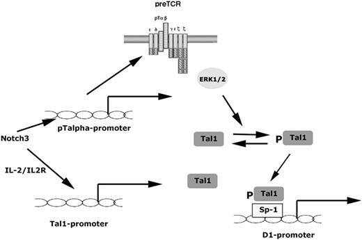 Figure 5. Model depicting the pathways linking activated Notch3 with the induction of cyclin D1. Notch3-IC has been shown to activate the pTα promoter, thus promoting activation of pre-TCR signaling that in turn results in ERK1/2 activation. Signaling through the IL-2/IL-2R pathway acts to increases Tal1 expression. The induction of pTal1/Sp1 complex through a pre-TCR/ERK1/2-dependent pathway activates cyclin D1 expression.
