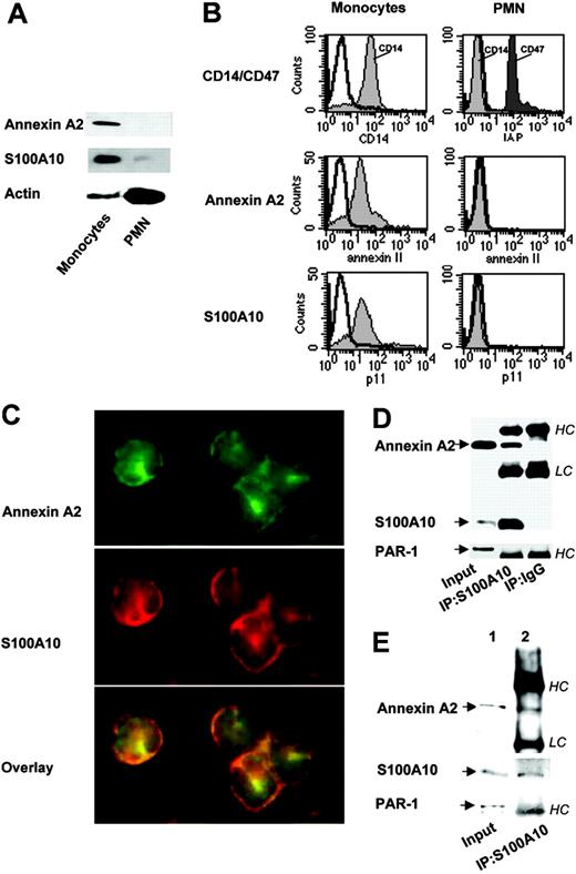 Figure 1. Human peripheral monocytes but not neutrophils (polymorphonuclear cells) express the annexin A2 heterotetramer. (A) Western blotting. Monocyte and neutrophil cell (PMN) lysates were separated by SDS-PAGE and analyzed by immunoblotting with antibodies against annexin A2, S100A10, and α-actin as control. (B) Flow cytometry. Cells were stained with control rabbit or mouse IgG (open histograms), annexin A2 and S100A10 antibodies (filled histograms). Primary antibodies were visualized by PE-conjugated IgG F(ab)2 and cells were analyzed by FACScan. CD14 and CD47 served as controls. (C) Immunofluorescence microscopy. Monocytes were fixed and stained with mouse antibody against S100A10 followed by anti-mouse rhodamine red-labeled IgG F(ab)2, and rabbit anti-annexin A2 antibody followed by anti-rabbit FITC-labeled IgG F(ab)2. Cells were analyzed by fluorescence microscopy. Overlay picture shows colocalization of annexin A2 and S100A10. Immunostaining for annexin A2 and S100A10 was not imitated by antibodies against p38 MAPK or actin (data not shown). (D) Coimmunoprecipitation. S100A10 and annexin A2 were immunoprecipitated from monocyte lysates using anti-S100A10 antibodies and protein A/G agarose. Immunoprecipitates were analyzed by immunoblotting using mAbs against annexin A2 and S100A10. Input is the loading control, that is, cell lysate. IgG indicates negative control; IP, immunoprecipitation. HC and LC indicate IgG heavy and light chain, respectively. PAR1 immunostaining served as control. (E) Localization of the annexin A2 heterotetramer at the monocyte surface. Monocytes were surface biotinylated and lysed. The biotinylated proteins were precipitated with immobilized neutravidin and the cross-linker was removed by DTT. From these recovered surface proteins, annexin A2 and S100A10 were coimmunoprecipitated using anti-S100A10 mAbs and analyzed by Western blotting. Loading control (input, lane 1) and the immunoprecipitate (lane 2) were stained using mAbs against annexin A2 and S100A10. PAR1 immunostaining was used as control. IP indicates immunoprecipitation. All results are representative of at least 3 experiments.