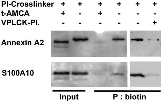 Figure 2. Plasmin binds annexin A2 and S100A10 expressed on the monocyte surface. Monocytes (20 × 106) were exposed to plasmin cross-linker 0.143 CTA U/mL in the presence or absence of the inhibitor of plasmin binding, t-AMCA 2 mM, for 7 minutes. The cross-linker was activated by UV light, and after solubilization, the biotinylated proteins were precipitated using streptavidin beads. Precipitated proteins were analyzed by immunoblotting with mAbs against annexin A2 and S100A10. VPLCK-plasmin indicates catalytically inactivated plasmin generated by pretreatment with 25 μM VPLCK; a 35-fold molar excess of VPLCK-plasmin was used. Results of one of 3 independent experiments are shown.