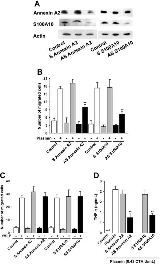 Figure 4. Down-regulation of the annexin A2 and S100A10 expression inhibits the plasmin-induced monocyte chemotaxis and TNF-α release. (A) Antisense ODNs down-regulate the expression of annexin A2 and S100A10. After 48 hours of pretreatment with either sense (S) or antisense (AS) ODNs followed by a 12-hour recovery period monocyte cell lysates were resolved on 15% Tricine-SDS-PAGE and immunoblotted with mAbs against annexin A2 and S100A10. Actin served as loading control. (B) Effects of the ODN pretreatment on the plasmin-induced monocyte chemotaxis. Monocytes were pretreated for 48 hours with sense or antisense ODNs directed against either annexin A2 or S100A10, followed by a 12-hour recovery period. Monocytes were allowed to migrate across polycarbonate membranes (pore size, 5 μm) toward 0.43 CTA U/mL plasmin for 90 minutes. **P < .01 versus sense controls. (C) Effects of the ODN pretreatment on the fMLP-induced monocyte chemotaxis. Monocytes were allowed to migrate across polycarbonate membranes (pore size, 5 μm) toward 10 nM fMLP for 90 minutes. Chemotaxis data are presented as number of migrated cells per high-power oil immersion field (× 1000). Results are mean ± SEM of 4 independent experiments each. (D) Effects of the ODN treatment on the plasmin-induced TNF-α release by monocytes as analyzed by ELISA. Monocytes were incubated for 4 hours with 0.43 CTA U/mL plasmin; nd indicates not detectable. **P < .01, antisense versus sense. Results are the mean ± SEM of 5 independent experiments.