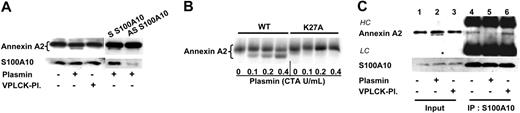 Figure 5. Plasmin cleaves annexin A2 and disrupts the annexin A2 heterotetramer. (A) Plasmin cleaves annexin A2 on the monocyte membrane. For the in vivo studies, 2 × 106 monocytes were incubated for 30 minutes at 37°C in RPMI 1640 without lysine in absence or presence of 0.43 CTA U/mL plasmin or equivalent amounts of plasmin catalytically inactivated by pretreatment with 25 μM VPLCK. The reaction was stopped by the addition of aprotinin (6000 KI/mL), and proteins were separated on 15% SDS-PAGE and visualized by immunoblotting using mAbs against annexin A2 and S100A10. Antisense ODN treatment was performed as described for Figure 4A. (B) Plasmin cleaves annexin A2 at lysine 27. Wild-type (WT) and K27A annexin A2 (Lys27Ala) proteins were translated in vitro in the presence of 35S-methionine and were subsequently incubated for 10 minutes at 37°C in the absence or presence of 0.43 CTA U/mL plasmin. After addition of protease inhibitor, the proteins were separated on 15% SDS-PAGE and the bands were visualized by PhosphoImager. (C) Plasmin induces dissociation of the annexin A2 heterotetramer complex. Monocytes, either unstimulated (lanes 1 and 4) or stimulated for 30 minutes either with 0.43 CTA U/mL plasmin (lanes 2 and 5) or equivalent amounts of catalytically inactivated plasmin (lanes 3 and 6) were lysed and S100A10 was immunoprecipitated (IP). Proteins coimmunoprecipitating with S100A10 were resolved by Tricine-SDS-PAGE and analyzed using mAbs against annexin A2 and S100A10. All data are representative of at least 3 independent experiments.