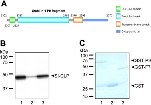 Figure 1. Identification of SI-CLP as stabilin-1 interacting protein. (A) Schematic representation of stabilin-1 fragment used as a bait in yeast 2-hybrid screening. (B) GST pull-down assay using bacterially expressed GST-P9 (lane 1), GST (lane 2), and GST-F7 (lane 3). 35S-labeled full-length SI-CLP specifically interacts with P9 fragment and fasciclin 7 domain of stabilin-1. (C) Control of GST-fused protein amounts used in pull-down reaction.
