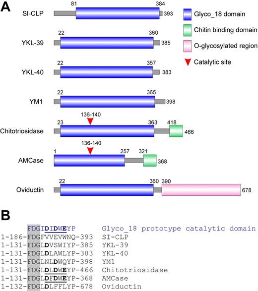 Figure 2. SI-CLP is a novel member of Glyco_18 domain–containing human chitinases and chitinase-like proteins. (A) Schematic representation of domain organization of mammalian Glyco_18 domain–containing protein. (B) Critical amino acid in catalytic sites. The characteristic FDG sequence preceding catalytic motif is shown in shaded column. Catalytic amino acids are shown in bold. Complete active catalytic motifs are underlined.