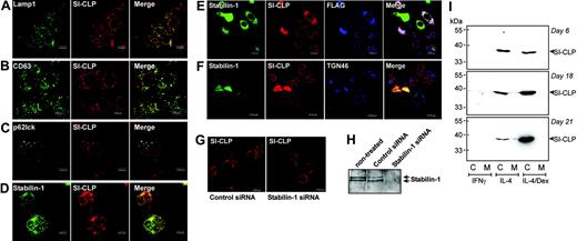 Figure 6. Intracellular distribution of SI-CLP in human macrophages. Peripheral blood–derived monocytes were stimulated with IL-4 and dexamethasone for 6 days and used for immunofluorescent/confocal microscopy examination. SI-CLP was detected with rat mAb 1C11/antirat Cy3-conjugated secondary ab (red). Other proteins are visualized in green. Merge of green and red is shown in yellow; red and blue, in pink; and green, red, and blue, in white. (A) SI-CLP strongly colocalizes with Lamp1. (B) SI-CLP strongly colocalizes with CD63, marker for secretory lysosomes. (C) SI-CLP is found in p62lck-positive late endosomes. (D) SI-CLP partially colocalizes with stabilin-1 in TGN but is absent from stabilin-1–positive early endosomes. (E-F) Recombinant FLAG-tagged SI-CLP is missorted in globular structures localized in nuclear area (controlled by Dapi) in stably transfected H1299 cells. 1C11-positive structures did not colocalize with lysosomal markers (not shown). Transient overexpression of stabilin-1 resulted in relocalization of SI-CLP into the cytoplasm. Stabilin-1 and SI-CLP partially colocalize with TGN46. (G) MϕIL-4/Dex were transfected with control siRNA and stabilin-1 siRNA on day 4 of culture. Intracellular distribution of SI-CLP was analyzed on day 6 (2 days after transfection). The decreased sorting into lysosomes and abnormal concentration in nuclear rim structures were detected in part of cells transfected with stabilin-1 siRNA. (H) Stabilin-1 protein expression in MϕIL-4/Dex is efficiently suppressed by stabilin-1 siRNA. Western blot analysis with anti–stabilin-1 F4 ab. (I) Western blot analysis of SI-CLP secretion in long-term macrophage cultures. SI-CLP is detected in conditioned medium of IL-4–stimulated macrophages after 18 and 21 days of stimulation. Costimulation with dexamethasone results in intracellular accumulation of SI-CLP but blocks its secretion. The absence of cell damage was controlled by quantification of lactate dehydrogenase (LDH) activity in conditioned medium using a cytotoxicity detection kit (Roche, Mannheim, Germany).