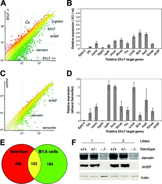 Figure 1. EKLF plays a global role as a transcriptional activator in vivo. (A) Scatter plot of gene-expression profiling from EKLF+/+ and EKLF-/- E14.5 fetal livers. Green dots indicate genes that have been downregulated when EKLF is absent; red dots, genes that have been upregulated when EKLF is absent; and yellow dots, genes that are not significantly altered. (B) Relative expression levels of putative EKLF target genes in E14.5 EKLF-/- fetal livers compared with EKLF+/+. Levels were measured by real-time PCR and normalized to hypoxanthine phosphori-bosyltransferase (HPRT). Data are presented as mean ± SEM, n = 3. (C) Scatter plot of gene expression from the control EKLF-ER cell line B1.6 and tamoxifen-treated cells. (D) Relative expression levels of putative EKLF target genes in tamoxifen-treated B1.6 cells compared with control. (E) Venn diagram of the overlap (yellow) between EKLF-activated genes in tamoxifen-treated B1.6 cells (green) and EKLF-activated genes in fetal liver (red). (F) Representative Western blot of dematin and AHSP expression in whole-cell extracts from E14.5 fetal livers. Actin is presented as a loading control.