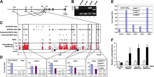 Figure 4. EKLF occupies conserved CACC elements in dematin upstream gene regulatory regions and directly activates 2 dematin promoters. (A) Schematic of organization of the dematin gene. The original cDNA starts at exon 3.38 The other putative upstream exons correspond to alternatively spliced transcripts. (B) An RT-PCR analysis of alternative transcript used in E14.5 fetal liver. The arrows represent RT-PCR primers. (C) Schematic of the ECR regions of the dematin genomic sequence. ECR regions are defined as areas of greater than 70% sequence identity of at least 100 bp in length and are numbered in reverse order from intron 2. All putative EKLF and GATA-1 sites within this region are marked, as are the conserved sites between the human, mouse, and rat genomes. A plot of percentage identity between human and mouse sequences is shown, with red regions corresponding to ECRs. The positions of exons 1 and 2 are indicated for reference. (D) ChIP using EKLF antisera or nonimmune sera. Plots show real-time PCR analysis of the precipitated DNA from the corresponding upstream regions. For each region, ChIPed material is expressed relative to input DNA. ChIP was performed on B1.6 cells treated in 4 ways: using EKLF-specific or preimmune sera and after tamoxifen-induced (T) or control (E) induction of EKLF-ER. (E) ChIP using ERα monoclonal antibody or isotype control. Again, ChIP was performed on cells treated in 4 ways: using ERα antibody or mIgG1 and after tamoxifen-induced (T) or control (E) induction of EKLF-ER. (F) Mean relative luciferase levels (as normalized to renilla) ± SEM, n = 3. pGL3-basic (Luc) constructs were transfected into SL2 cells with or without an EKLF expression vector. In each case transfection of the Luc construct alone did not alter luciferase levels (data not shown). EKLF response data are presented normalized to 1 for each construct. The βmaj-Luc contains the β-major globin promoter and is a positive control for EKLF action. DemP3 corresponds to -1 to -1000, and DemP2 to -8267 to -9269 from the transcription start site of the dematin gene.38