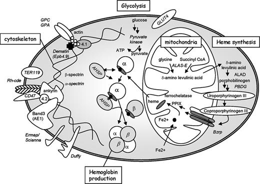 Figure 5. Schematic of metabolic pathways and structural red cell proteins regulated by EKLF. EKLF coordinates expression of genes that encode proteins that link the membrane and cytoskeleton, heme synthesis, energy production through glycolysis (pyruvate kinase), β-globin, and AHSP. Genes in italics are probable EKLF target genes. Genes in normal font are provided for context. See text for abbreviations.