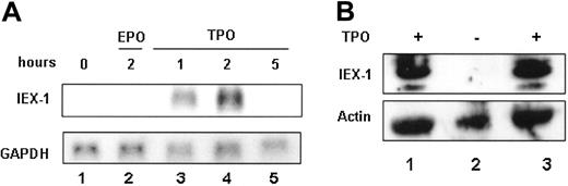 Figure 1. IEX-1 expression in UT7-Mpl cells. (A) Northern blot analysis. UT7-Mpl cells were stimulated or not with 10 nM of peptide TPO. mRNA (10 μg/lane) was then isolated at the indicated times and analyzed by Northern blot using human IEX-1 as a probe. After stripping, the blot was rehybridized with GAPDH as an mRNA loading control. (B) CD34+ cells were isolated from human cord blood and were grown with 10 nM TPO during 12 days to generate megakaryocytes. The cells were either harvested directly (lane 1) or after starvation for 3 hours in medium without TPO (lane 2) and restimulation with 10 nM of TPO for 3 hours (lane 3). Immunoblotting with anti-IEX1 antibody was performed. Antiactin antibody was used as a loading control.