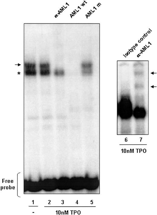 Figure 3. AML1 DNA binding in UT7-Mpl cells. AML1 DNA binding is independent of TPO stimulation. Nuclear extracts were prepared from 1 × 107 UT7-Mpl cells either nonstimulated (lane 1) or stimulated with 10 nM TPO for 1 hour (lane 2). The γ32P-labeled IEX-1 probe was incubated with 10 μg of the nuclear extracts and subjected to electrophoretic mobility shift analysis. Where indicated, either antibody to AML1 (lane 3), unlabeled wild-type probe (lane 4), or the unlabeled AML1 mutated probe (lane 5) was added to the binding reaction mixtures. The asterisk indicates the nonspecific complex formed. The arrows indicate the complexes supershifted in the presence of an anti-AML1 antibody (αAML1). Rabbit IgG antibody was used as control for the supershift.