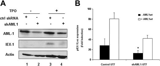 Figure 5. IEX-1 expression in UT7-shAML1 cells. (A) Endogenous AML1 and IEX-1 protein expression in the presence of shAML1. UT7-Mpl cells expressing either control shRNA (lanes 1 and 3) or shAML1 (lanes 2 and 4) were stimulated with 10 nM TPO for 1 hour (lanes 3 and 4) or not stimulated (lanes 1 and 2). Immunoblots were performed with IEX-1– or AML1-specific antibodies. The membrane was stripped and reblotted with antiactin antibody as internal loading control. (B) IEX-1 promoter induction in shAML1-expressing cells. Control UT7-Mpl or UT7-shAML cells were transfected with 400 ng pLucIEXp in the presence or not of 1 μg pME18S-AML1wt. Five hours after transfection, the cells were stimulated with 10 nM TPO and 20 hours later lysed and assessed for luciferase activities. Data represent mean ± SD of 4 independent experiments. *P < .05.