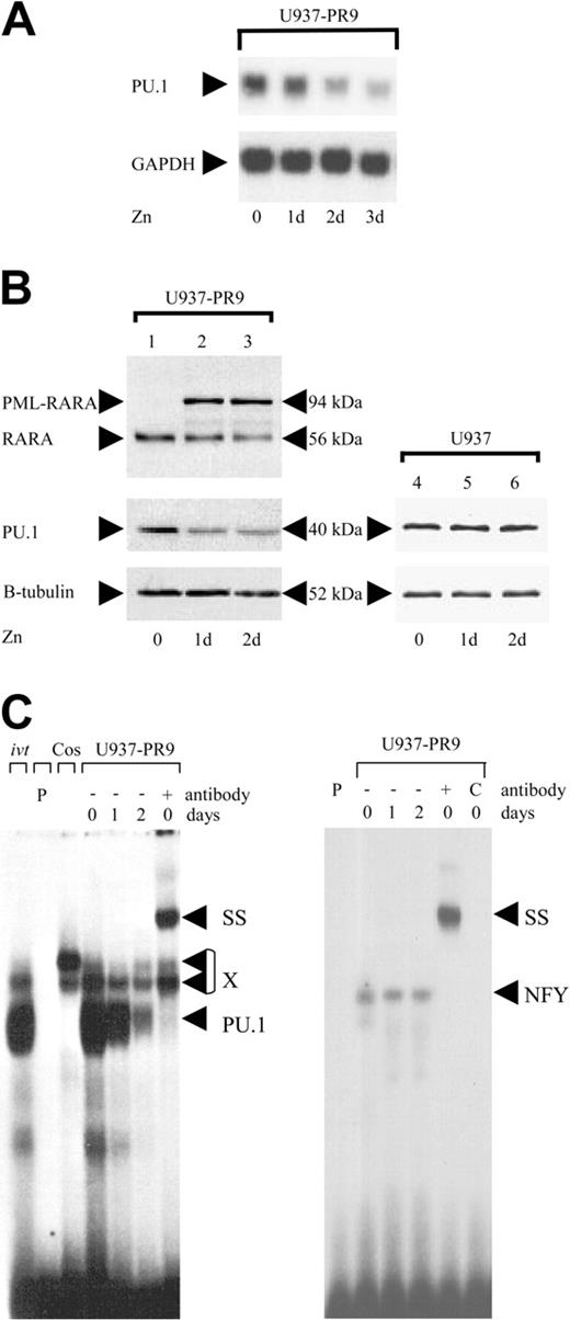 Figure 1. Conditional expression of PML-RARA in myeloid cells suppresses PU.1. (A) Top: U937 cells stably transfected with the PML-RARA cDNA (U937-PR9) under the control of the zinc-inducible metallothionein promoter were analyzed by Northern blot for PU.1 mRNA expression before and after treatment with 100 μM zinc. Bottom: The same blot was hybridized with a GAPDH probe. Zn indicates days of zinc treatment. (B) Western blots using a RARA antibody (top), a PU.1 antibody (middle), and a β-tubulin antibody (bottom). The PML-RARA protein was induced by treating U937-PR9 cells with 100 μM zinc. RARA indicates the endogenous RARA protein as present in U937 cells. Right panel: U937 cells lacking the zinc-inducible construct were treated with zinc to exclude nonspecific effects of zinc. (C) EMSA of binding activity to the PU.1 site in the M-CSF receptor promoter (left panel). U937-PR9 cells were induced with zinc. X represents nonspecific binding commonly observed with this oligonucleotide; ivt; in vitro-translated PU.1 protein is run as a control; P, free probe alone; Cos, nuclear extracts from Cos cells serve as a negative control; SS, supershift with specific antibody; and PU.1, shift of PU.1 protein binding to this particular site. The right panel represents binding of the same extracts to an NFY site as a control for loading and integrity of the extracts. C indicates competition with cold oligo.