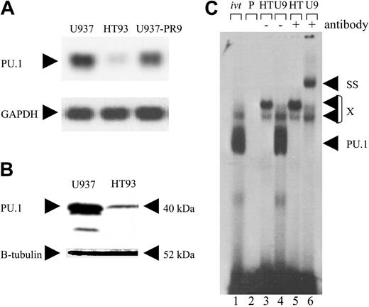 Figure 2. Leukemic cells from a patient with APL (HT93 cells) have suppressed PU.1 expression. (A) Northern blot analysis using a PU.1 probe showing myeloid U937 cells lacking the PML-RARA translocation (first lane), t(15;17) HT93A cells (second lane), and uninduced U937-PR9 cells (third lane). The somewhat lower PU.1 expression in U937-PR9 versus U937 cells may be due to leakiness of the system and thus low level expression of PML-RARA in the absence of zinc. The blot was reprobed with a GAPDH probe. (B) Prolonged exposure of a Western analysis using a PU.1 antiserum (top). U937 cells served as a positive control. The blot was reprobed with a β-tubulin antibody (bottom). (C) EMSA studying the binding activity to the PU.1 site in the M-CSF receptor promoter. U937 cells (U9; lanes 4 and 6) were compared with HT93A cells (HT; lanes 3 and 5). ivt indicates in vitro-translated PU.1 protein is run as a control; P, free probe alone; SS, supershift with specific antibody; PU.1, shift of PU.1 protein binding to this particular site; and X, nonspecific binding.