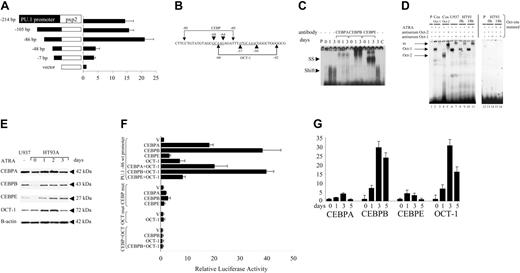 Figure 4. CEBP factors and OCT-1 induce activity of the proximal PU.1 promoter in HT93A APL cells following ATRA stimulation. (A) A series of PU.1 promoter constructs were ligated to the luciferase gene in the pxp2 vector. HT93A cells were transfected with equal amounts of each of the deletion constructs and induced for 18 hours with 1 μM ATRA. The results are given as fold activation compared with HT93A cells transfected with the empty pxp2 vector only. (B) The sequence between -48 bp and -86 bp of the human PU.1 promoter contains a CEBP and an octamer consensus binding site (with the sites underlined and italicized). The brackets demonstrate the sequences used in the EMSA assays. (C) EMSA studying binding activity to the CEBP consensus site present in the PU.1 promoter with the CEBP probe (-80 to -60 bp). HT93A cells were stimulated with 1 μM ATRA and harvested at the time points indicated. SS indicates supershift using specific antibodies against CEBPA, CEBPB, and CEBPE. Specificity of the antibodies was verified by supershifting extracts from K562 cells transfected with human CEBPA, CEBPB, or CEBPE cDNAs; no cross-reactivity was observed (data not shown). C indicates competition with cold oligo. (D) EMSA of binding to the OCT site in the PU.1 promoter before and after 18 hours of stimulation with 1 μM ATRA (left panel). The probe is depicted in panel B as “OCT-1” extending from -66 to -42. Cos OCT-1 indicates Cos cells transfected with an OCT-1 expression plasmid as a positive control (lanes 2 and 3). Cos OCT-2 indicates Cos cells transfected with an OCT-2 expression plasmid as a positive control (lanes 4 and 5). Supershifts are depicted for OCT-1 (lanes 3, 7, 9, 11) and OCT-2 (lane 5). U937 indicates binding activity in lane 6, and supershift with OCT-1 in lane 7; HT93A, increase of binding activity before and after induction with ATRA (lanes 8 and 10), with OCT-1 supershifts in lanes 9 and 11; and P, free probe alone. Right panel shows EMSA with a probe with a mutation in the OCT site; no binding activity was detectable with this probe. (E) Western blot analysis of HT93A cells treated with 1 μM ATRA using a CEBPA antibody (top), a CEBPB antibody (second), a CEBPE antibody (third), an OCT-1 antibody (fourth), and a β-actin antibody (bottom). (F) H1299 cells were transiently transfected with the -86-bp PU.1 promoter (top 8 bars) and pcDNA3 vector (V) or equal amounts of expression plasmids for CEBPA, CEBPB, CEBPE, and/or OCT-1. OCT-1 was always cotransfected with equimolar amounts of BOB-1. Results are given as fold induction of the -86-bp promoter alone (to P = 1-fold). CEBP mut bars represent transfections with the -86-bp construct with the CEBP site mutated, whereas OCT mut bars are experiments with the -86-bp construct with the OCT site mutated. The bottom 4 bars are transfections with the -86-bp construct with both sites mutated (CEBP+OCT). (G) ChIP assay of the PU.1 promoter in HT93A cells treated with 1 μM ATRA. Depicted are the results of the quantitative RT-PCR for CEBPA, CEBPB, CEBPE, and OCT-1 binding to the PU.1 promoter at days 0, 1, 3, and 5 after ATRA treatment. (A, F-G) Mean values and SD (error bars) are depicted.