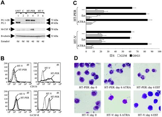 Figure 6. Restoring PU.1 expression in PML-RARA leukemic cells induces granulocytic differentiation. (A) Western blot for PU.1 (top) detecting the PU.1-ER fusion protein in HT93A cells transduced with a PU.1-ER-expressing pBabePuro retrovirus (HT-PER) or with the vector alone (HT-V). Cells were treated with 1 μM β-estradiol as indicated. C indicates that Cos cells serve as a negative control and U937 cells as a positive control for endogenous PU.1 expression. The blot was also stained with an antibody against the M-CSF receptor (middle) and β-tubulin (bottom). (B) HT-PER cells and the control line HT-V were induced for 6 days with 1 μM β-estradiol. Fluorescence-activated cell sorting (FACS) analysis was performed at day 0 (left panels) and day 6 (right panels) using a PE-conjugated CD11b antibody (top panels) or a G-CSF receptor antibody (bottom panels). (C) HT-PER and HT-V cells were treated with 1 μM β-estradiol (Est) or 1 μM ATRA. Cell-cycle analysis was performed using propidium iodide staining at day 0 and 2. ▪ indicates the percentage of cells in G0-G1 stage, whereas □ indicates cells in G2-M stage and indicates cells in S phase. Median values are shown and error bars depict standard deviation from 3 independent experiments. (D) Wright-Giemsa staining of HT93A cells expressing the PU.1-ER fusion (HT-PER cells). The top 3 panels show unstimulated HT-PER cells (left panel), after 6 days of ATRA treatment indicating that the cells still differentiate toward neutrophils after having established the stable estrogen inducible system (middle panel), and after 6 days of treatment with 1 μM β-estradiol indicating differentiation toward neutrophils after 6 days (right panel). The bottom 3 panels depict the HT-V control line, which fails to show morphologic changes after β-estradiol treatment (right panel), but differentiates toward neutrophils after 6 days of ATRA treatment (middle panel). Images were visualized using a Zeiss Axioplan 2 microscope (Carl Zeiss, Oberkochen, Germany) and a 100 ×/2 numeric aperture objective. Images were acquired using a Zeiss AxioCam camera.