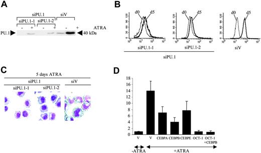 Figure 7. Reduction of PU.1 expression by siRNA blocks ATRA-induced differentiation of HT93A cells. (A) HT93A cells were stably transfected with an MSCV retrovirus expressing PU.1 siRNA to reduce PU.1 expression (siPU.1-1 and siPU.1-2). Two pools of cells were expanded and analyzed after 1 month. Western blot for PU.1 demonstrates that treatment with 1 μM ATRA induced only small amounts of PU.1 protein in siPU.1 cells after 2 days compared with vector-transfected siV cells. (B) siPU.1 cells (pools siPU.1-1 and siPU.1-2) were induced with 1 μMATRAfor 5 days. FACS analysis was performed at day 0 (d0) and day 5 (d5) using a G-CSF receptor antibody. Parental HT93A cells transfected with the siRNA vector (siV) served as a positive control (right panel). (C) Wright-Giemsa staining of siPU.1 cells expressing PU.1 siRNA is shown before and after 5 days of ATRA treatment, indicating that siPU.1 cells morphologically fail to respond to ATRA treatment. Right panel: ATRA treatment induces neutrophil differentiation in the siV vector-transfected HT93A cells. (D) HT93A cells were transiently transfected with siRNAs against OCT-1, CEBPA, CEBPB, or CEBPE. PU.1 mRNA expression was determined by RT-PCR after 48 hours of ATRA treatment (and transfection). V indicates the silencer negative control siRNA no. 2 (Ambion) was used to control for nonspecific effects in siRNAexperiments.