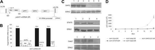 Figure 1. Gene silencing mediated by lentivirus-encoded shRNAs in K562 cells. (A) The shRNA is transcribed from a human H1-RNA promoter inserted into the U3 region of the lentiviral Δ3′-LTR. The vector encodes RFP as a marker gene driven by the SFFV-LTR promoter and harbors a cPPT/CTS sequence. 5′-LTR indicates HIV-1 5′-LTR; Δ3′-LTR, HIV-1 self-inactivating (SIN) 3′-LTR; GA, deleted gag sequence; RRE, Rev responsive element; SD, splice donor site; SA, splice acceptor site; Ψ, packaging signal, SFFV-LTR of spleen focus-forming virus. (B) SHP2, STAT5, and Gab2 mRNA levels were measured by real-time RT-PCR 4 days after lentiviral transduction and normalized in comparison to GAPDH expression. The shRNAs are indicated on top of each bar. mRNA expression of SHP2 (left), STAT5 (middle), and Gab2 (right) in control dcH1-GL4-SR-transduced cells was set to 100% (average of 3 independent experiments). (C) For immunoblotting, cells were transduced with control dcH1-GL4-SR (lane 2), dcH1-b3a2_1-SR (lane 3), anti-SHP2 shRNAs 237, 594, and 714 (top: lanes 4-6), anti-STAT5 shRNA (middle, lane 4), and anti-Gab2 shRNA (bottom, lane 4) and lysed 6 days after transduction, respectively. Lane 1 shows untransduced K562 cells. The immunoblots were probed with anti-SHP2, anti-STAT5, and anti-Gab2 antibodies, respectively, and reprobed with anti-ERK2 antibody as loading control. (D) Number of K562 cells negative for trypan blue after lentiviral transduction with different shRNAs is shown (averages from 3 experiments). One milliliter with 104/mL cells was plated, cultures were split and fed twice a week, and calculated cell numbers are indicated. Triangles depict transduction with dcH1-GL4-SR (control), and circles show transduction with viruses dcH1-b3a2_1-SR, dcH1-237SHP2-SR, dcH1-Gab2-SR, and dcH1-STAT5-SR, respectively.
