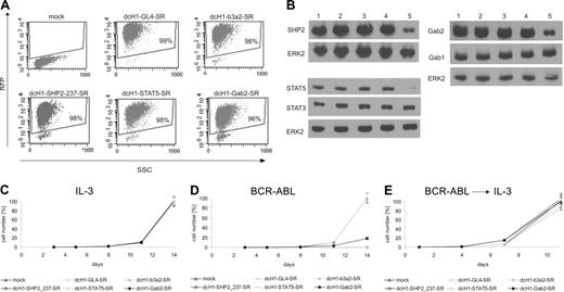 Figure 2. Lentivirus-mediated gene silencing in transduced TonB cells. (A) Dot blots of RFP fluorescence and side scatter (SSC) from TonB cells transduced with dcH1-GL4-SR, dcH1-b3a2-SR, dcH1-237SHP2-SR, dcH1-STAT5-SR, and dcH1-Gab2-SR 4 days after lentiviral transduction in the presence of IL-3. (B) For immunoblotting, TonB cells transduced with control dcH1-GL4-SR (lane 2), dcH1-121gfp-SR (lane3), dcH1-b3a2_1-SR (lane 4), or with anti-STAT5 shRNA, anti-Gab2, or anti-SHP2 shRNA (lane 5 in each blot), respectively, were lysed 4 days after transduction. Lane 1 shows untransduced TonB cells. The immunoblots were probed with anti-SHP2, anti-Gab2, anti-STAT5, anti-STAT3, and anti-Gab1 antibodies as indicated, and reprobed with anti-ERK2 antibody as loading control. (C) Number of trypan blue-negative TonB cells was determined starting 4 days after lentiviral transduction with different shRNAs (set day 0 on x-axis, average from 3 independent experiments) in the presence of IL-3. Triangles depict transduction with dcH1-GL4-SR or mock-transduced cells (control), and the almost identical cell number at day 14 was set 100%. Circles show cell numbers of TonB cells transduced with viruses encoding dcH1-b3a2_1-SR, dcH1-237SHP2-SR, dcH1-Gab2-SR, and dcH1-STAT5-SR as indicated. In a different set of experiments anti-GFP shRNAs were included as an additional control with almost identical results as shown. (D) Number of trypan blue-negative TonB cells was determined in the presence of doxycycline to induce BCR-ABL expression and in the absence of IL-3 (average from 3 independent experiments). Labeling as in panel C. (E) Number of trypan blue-negative TonB cells from cultures shown in panel D after readdition of IL-3 after 4 days (set day 0 on x-axis, averages from 3 experiments). Labeling as in panel C.