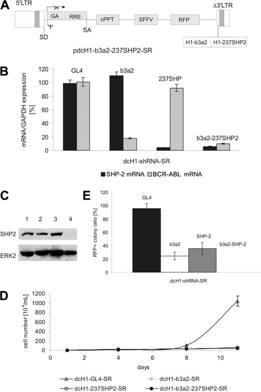 Figure 6. Combinatorial RNAi targeting BCR-ABL and SHP2. (A) Schematic representation of the lentiviral transgene plasmid encoding anti-SHP2 and anti-Bcr-Abl shRNAs. (B) Target mRNA levels were measured by real-time RT-PCR 4 days after lentiviral transduction of K562 cells and normalized in comparison to GAPDH expression. The shRNA encoded by the respective lentivirus is indicated on the top of each bar. (C) Immunoblot of K562 cells transduced with anti-BCR-ABL and an anti-SHP2 plus anti-BCR-ABL shRNA-encoding lentivirus. Cells transduced with control dcH1-GL4-SR (lane 2), dcH1-b3a2_1-SR (lane 3), and b3a2_237SHP2 (lane 4) were lysed 6 days after transduction. Lane 1 shows untransduced K562 cells. The top panel shows an immunoblot with anti-SHP2-specific antibody, and the bottom panel the same membrane reprobed with anti-ERK2 antibodies as loading control. (D) Effects of anti-b3a2, anti-SHP2, and anti-b3a2 plus SHP2 shRNAs on proliferation of K562 cells. Numbers of trypan blue-negative cells are shown after transduction with lentiviruses encoding single (dcH1-GL4-SR, dcH1-b3a2-SR, dcH1-237SHP2-SR) or combined (b3a2-237SHP2) shRNAs as indicated (results from 2 experiments). One milliliter with 104/mL cells was plated, cultures were split and fed twice a week, and calculated cell numbers are indicated. Triangles depict transduction with control virus dcH1-GL4-SR, and circles show transduction with viruses encoding dcH1-b3a2_1-SR, dcH1-237SHP2-SR, and dcH1-b3a2-237SHP2, respectively. (E) Effects of lentivirus-mediated shRNAs on colony formation of CML CD34+ cells. The diagram shows the relative ratio of RFP+ colonies under low as compared to high cytokine stimulation (GM-CSF + IL-3) as in Figure 5.The specific RNAi target is indicated on top of each bar. No RFP+ colonies were found under low cytokine concentration.