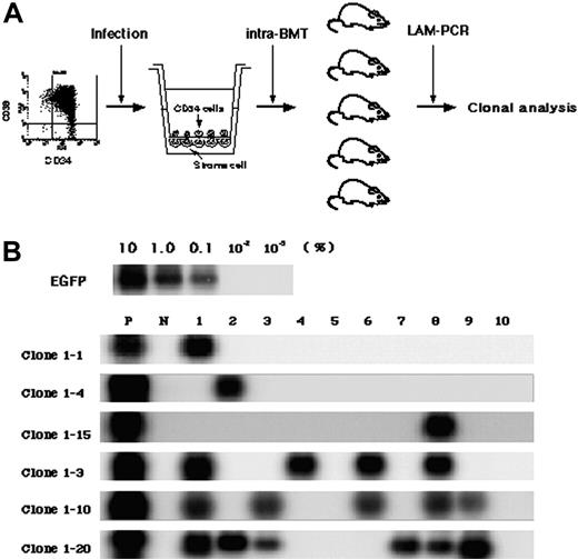 Figure 3. Detection of multiplied SRCs in SFSD culture. (A) Experimental protocol for the detection of multiplied SRCs in SFSD culture. (B) PCR tracing of individual clones in mice that underwent transplantation with SFSD-cultured cells. Representative clones are shown. Each clone was detected by amplifying a unique genomic-proviral junction sequence with primer pairs located in the genome (clone number shown in Table S1) and vector (LTR3). For semiquantitative PCR, genomic DNA from the indicated ratio of mixture of Jurkat cells with and without transduction by recombinant retrovirus MFG-EGFP22 was used. The numbers at the top indicate each mouse. The numbers on the left indicate each SRC clone. P indicates positive control; N, negative control.