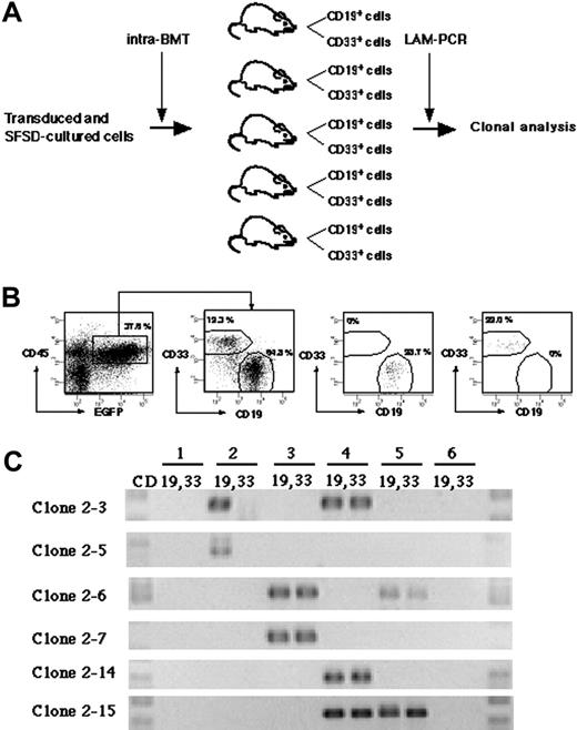 Figure 4. Detection of multilineage differentiation by multiplied SRCs. (A) Experimental protocol for the detection of multilineage differentiation by multiplied SRCs. (B) At 10 weeks after transplantation, the mice were killed and CD33+ and CD19+ populations within CD45+EGFP+ cells from bone marrow were sorted. The numbers in the panels show the percentage of the gated cells. Sorted CD19+EGFP+ and CD33+EGFP+ cells show more than 99% pure fractions. (C) PCR tracing of individual clones in CD19+EGFP+ and CD33+EGFP+ cells from mice that underwent transplantation with SFSD-cultured cells. Each clone was detected by amplifying a unique genomic-proviral junction sequence with primer pairs located in the genome (clone number shown in Table S1) and vector (LTR3). The numbers at the top indicate each mouse. The numbers on the left indicate each SRC clone.