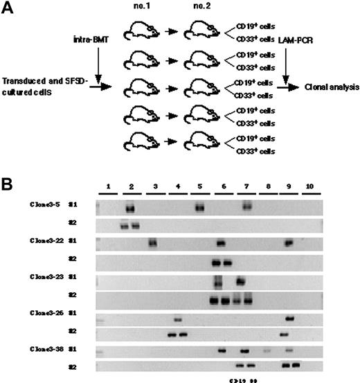 Figure 5. Detection of self-renewal and multi-lineage differentiation by multiplied SRCs. (A) Experimental protocol for the detection of self-renewal and multilineage differentiation by multiplied SRCs. (B) PCR tracings of individual clones in bone marrow cells from mice that underwent transplantation with SFSD-cultured cells are shown in column 1. The bone marrow cells were then transplanted into secondary mice. PCR tracings of individual clones in CD19+EGFP+ and CD33+EGFP+ cells from the secondary mice are shown in column 2. Each clone was detected by amplifying a unique genomic-proviral junction sequence with primer pairs located in the genome (clone number shown in Table S1) and vector (LTR3). The numbers at the top indicate each mouse. The numbers on the left indicate each SRC clone.