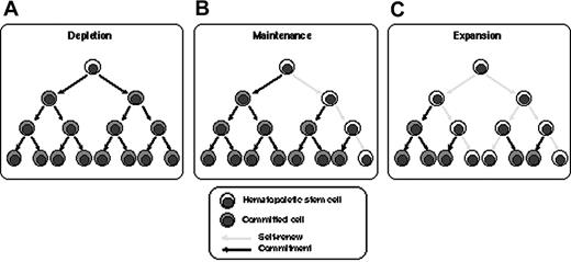 Figure 6. Schematic demonstration of the fate of HSCs in vitro. The fates of HSCs in SFSD culture are shown as depletion (A), maintenance (B), and expansion (C). Our data indicate that 73% of HSCs were maintained and 27% expanded in SFSD culture.