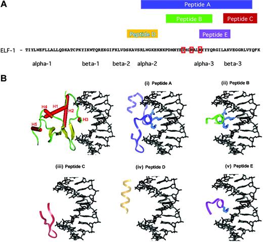 Figure 2. Sequence and structure of ELF-1 dominant-negative peptides. (A) Protein sequence of the Ets domain of ELF-1. Red boxes demonstrate amino acids altered in mutant peptide to block binding. Amino acid sequences spanned by peptides A through E are highlighted above the sequence and alpha and beta helical structural components of the DNA binding domain are denoted below the sequence. (B) Structural model illustrating the critical secondary structural elements of ETS domains, using the crystal structure of the Ets-1 DNA binding domain in complex with duplex DNA, 5′-GGAA-3′ solved to a resolution of 0.24 nm (2.4 Å). The 5 α-helices are colored red and labeled H1 to H5, the turns and loops of the ETS domain are green, the antiparallel β sheet is colored yellow, and the DNA is rendered in black using InsightII (Accelrys, San Diego, CA). (i) Peptide A is 34 amino acids in length and is composed of the H3 recognition helix, which possesses 3 amino acids that contact the core of the DNA duplex with a set of highly conserved base contacts illustrated in blue. (ii) Peptide B includes most of the recognition helix and encompasses these 3 critical residues but does not include the remainder of the canonical ETS anchor that is composed of several loops or “wings” that are responsible for minor groove DNA contacts. (iii-v) Peptides C through E are composed of other ETS structural elements but lack the H3 recognition helix and/or the 3 critical residues that are responsible for anchoring the ETS domain within the major groove.