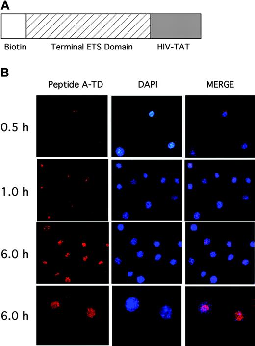 Figure 4. Localization of dominant-negative ETS protein in human endothelial cells. (A) Structure of the dominant-negative peptide A1 used to block ELF-1 function, including a biotinylated amino terminus, the terminal portion of the ETS domain corresponding to ETS peptide A, and a 12–amino acid HIV-TAT protein membrane–transducing domain (see “Materials and methods” for the sequence). (B) Time-dependent entry of the dominant-negative ETS peptide into the nucleus of HUVECs at different time points (0.5, 1, and 6 hours) is shown. Cells were fixed at various time points and immunostaining was performed to detect the biotinylated peptide. Nuclear localization was performed using the DAPI stain, and evidence of colocalization was demonstrated by merging the 2 images. Images were taken at × 20 magnification for 0.5-, 1-, and 6-hour time points, and also at × 40 for the 6-hour time point (bottom panel).