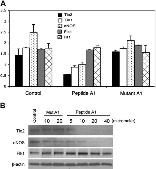 Figure 5. Effect of dominant-negative ELF-1 peptide on endothelial gene expression. (A) Quantitative RT-PCR of Tie2, Tie1, eNOS, Flk1, and Flt1 at baseline in HUVECs, and after administration of peptide A1 and mutant peptide A1. Experiments were performed in triplicate and represent means ± SE. (B) Western blot analysis of Tie2, eNOS, and Flk1 expression in HUVECs at baseline (control), at different concentrations (μM) of the mutant peptide A1 (Mut A1) and peptide A1.