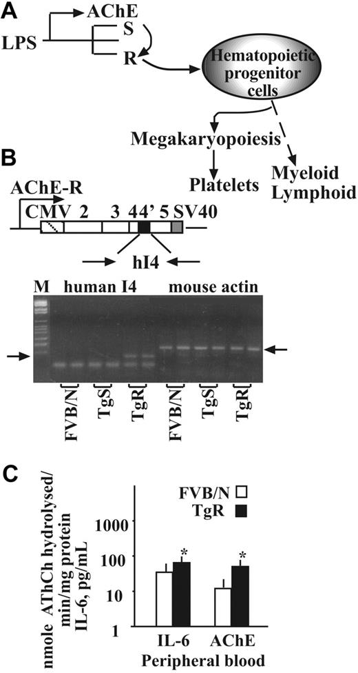 Figure 1. Transgene facilitation of hematopoietic regulators. (A) The proposed concept involves stress-induced switch from production of AChE-S to the -R variant, resulting in hematopoietic progenitor cell expansion toward the megakaryocyte lineage and increased platelet counts. (B) Human (h) AChE-R DNA construct inserted into the FVB/N mouse genome. hAChE-R cDNA-derived 100-base pair product was successfully amplified in bone marrow DNA of TgR but not TgS or FVB/N mice (n = 12, left arrow). A mouse actin product (130 base pair, right arrow) appeared in all 3 tested lines, FVB/N, TgR, and TgS. (C) Transgene-induced changes in IL-6 and AChE activity (± SEM; *P < .01, Student t test).