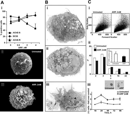 Figure 6. ARP26 promotes proplatelet formation and nuclear polyploidization in human MEG01 promegakaryocytic cells. (A) ARP26 dose-response and proplatelet formation. (i) Shown are the effects of the noted ARP26 doses following 24 hours' incubation with MEG01 cells. Note increase in the splice factor SC35 and corresponding substitution of AChE-S mRNA with AChE-R mRNA, which appears to plateau under 2 nM ARP26. (ii, iii) Scanning electron microscopy demonstration of proplatelet-like demarcations in ARP26-treated cells. Shown are representative untreated (ii) and an ARP26-treated cells (iii) for 24 hours after treatment. (B) Transmission electron microscopy. (i) Control cell. Inset: TUNEL analysis of control and treated cells, excluding the possibility of ARP26-induced apoptosis. (ii) ARP26-treated cell. Note intact nuclear membrane, numerous mitochondria, and peripheral membrane demarcations. (iii) Enlarged section, highlighting the numerous demarcations. (C) Enhanced nuclear polyploidization and caspase 3 activation under ARP26 treatment of MEG01 cells. (i) Flow cytometric analysis. Note increase in both side and forward scatter of ARP26-treated as compared to control (CTR) cells. (ii) Nuclear polyploidization. Note that within 24 hours, ARP26 treatment increases the fractions of cells with 16 n and 32 n nuclei by approximately 2-fold while decreasing the fractions of cells with 2 n and 4 n nuclei. (iii) Caspase 3 activation. Throughout the 4 days after treatment, ARP26 consistently enhances the levels of activated caspase-3. Error bars indicate standard evaluation of the mean (SEM).