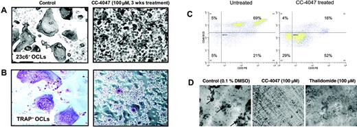 Figure 2. CC-4047 enhances development of granulocytic cells unable to perform bone resorption. (A, B) An OCL formation assay was performed in the presence of 100 μM CC-4047 or 0.1% DMSO for 3 weeks and cells were stained for CD51/61+ (23c6 antibody) and for TRAP+ multinucleated OCLs. Images were obtained using an Olympus IX70 microscope equipped with a 20 ×/0.40 numeric aperture objective lens (Olympus, Melville, NY), and were acquired through Magnafire 4.1 software (Optronics, Goleta, CA). For all micrographs, original magnification is ×20. (C) After 21 days of OCL culture, cells were detached using cell dissociation buffer (Sigma-Aldrich). Cells were stained with anti–CD45-ECD and anti–CD33-PE. Data were acquired on a Dako-Cytomation MoFlo cytometer. After an incubation period of 21 days cell survival was determined by annexin V–FITC/PI double staining. The percentage of viable cells, negative for both annexin V–FITC and PI, was determined. (D) Nonadherent healthy donor bone marrow cells (2 × 105 cells/well) were seeded on whale dentin slices in 96-well multiplates in 100 μL/well in α-MEM containing 20% horse serum and cultured as described in “Osteoclastic bone resorption assays.” OCL formation on dentin slices was confirmed by TRAP staining. Resorption lacunae (arrows) were stained with hematoxylin, and the pit area was quantified by light microscopy.