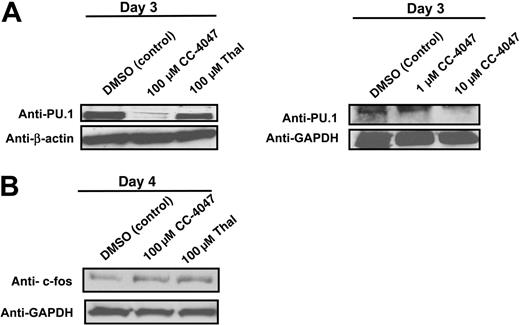 Figure 7. CC-4047 induces a loss of expression of the transcription factor PU.1, but not of c-fos. Nonadherent bone marrow cells from healthy donors were cultured in 10 ng/mL CSF-M and 50 ng/mL RANKL in the presence of CC-4047 (100, 10, and 1 μM), thalidomide (Thal; 100 μM), or DMSO (0.1%). After culturing for 3 and 4 days, total cell lysates were prepared for Western blotting to determine (A) PU.1 and (B) c-fos protein expression. GAPDH and β-actin antibody were used as loading control.
