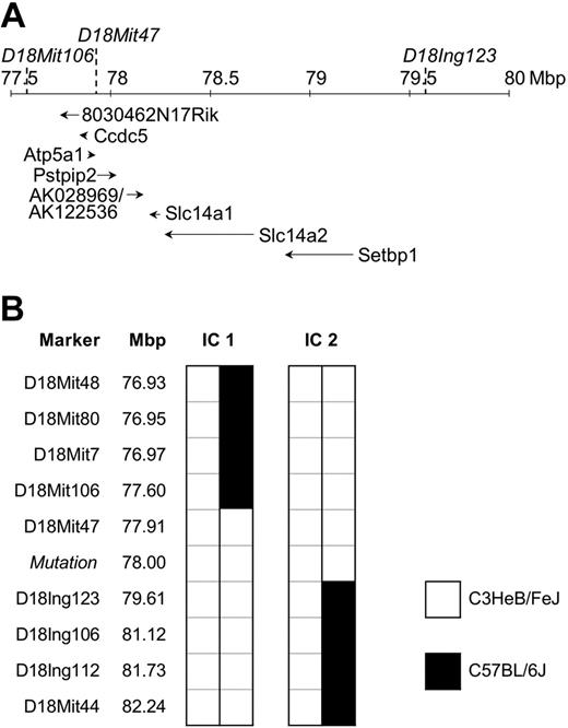 Figure 3. Mapping of the Lupo mutation. (A) Genomic structure of the mapping region on chromosome 18. Locations of flanking and cosegregating markers are indicated above the chromosomal ruler and the genes below it. Positions of genes Ccdc5, Atp5a1, Slc14a1, Slc14a2, Setbp1, and Pstpip2/Mayp and the mapped EST clones 8030462N17Rik and AK028969/AK122536 are shown. (B) Haplotypes of the informative mice (IC1 and IC2) define the mapping region.