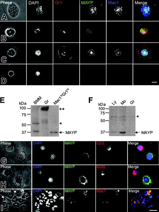 Figure 5. MAYP is expressed in macrophages and a subset of granulocytes in mice and humans. (A-D) Immunofluorescence staining of mouse peripheral blood leukocytes FACS-sorted based on Mac1 and Gr1 and cytocentrifuged onto fibronectin-coated coverslips, fixed, permeabilized, and stained with DAPI and anti-MAYP antibody, showing the pattern of MAYP staining in Mac1hiGr1lo monocytes (A), Mac1loGr1hi granulocytes (B), Mac1hiGr1hi monocytes or monocyte precursors (C), and Mac1loGr1lo lymphocytes (D). Note diffuse staining of MAYP in panel B and its exclusively nuclear staining in panel D compared with the punctate cytoplasmic staining characteristic of MAYP in panels A and C. Panels on the right represent merged signals of Mac-1 (blue), MAYP (green), and Gr1 (red). (E) SDS-PAGE and Western blot analysis of MAYP expression in mouse BMMs, granulocytes (Gr), and the Mac1hiGr1hi fraction. (F) Western blot analysis of MAYP expression in lymphocyte (Ly; nonadherent peripheral blood mononuclear cells), monocyte (Mo; adherent peripheral blood mononuclear cells), and granulocyte (Gr) fractions of human peripheral blood. (E-F) Single and double asterisks indicate positions of cross-reactive protein bands. (G-I) Immunofluorescence staining of fractions from panel F. Ly fraction (G-H), showing contaminating MAYP+ monocytes, and Gr fraction (I) showing MAYP staining of a Mac1+ subfraction of the granulocytes (10% of total). Bars, 10 μm.