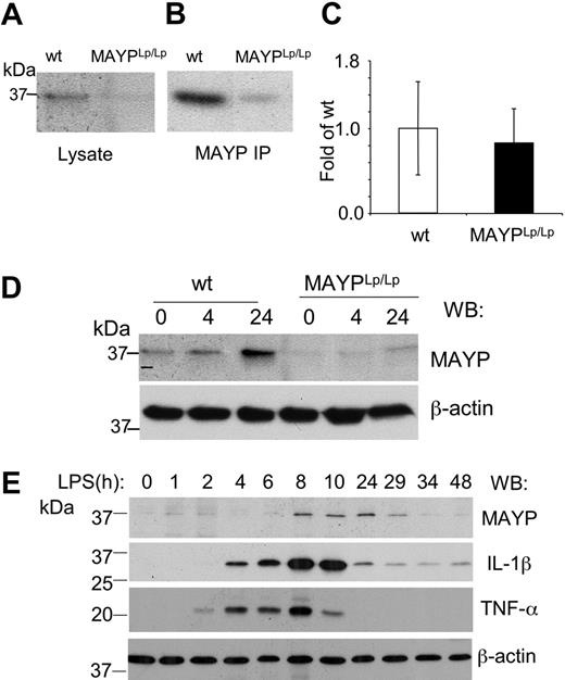 Figure 6. Reduced MAYP expression in MaypLp/Lp macrophages. SDS-PAGE and Western blot analysis of MAYP expression in NP-40 cell lysates (A) and anti-MAYP immunoprecipitates (B) prepared from BMMs of MaypLp/Lp and WT mice. (C) Similar levels of expression of MAYP mRNA in BMMs of MaypLp/Lp and WT mice determined by quantitative RT-PCR (± SD, triplicate assays, 2 mice per genotype). (D) LPS stimulation for 4 or 24 hours fails to elevate MAYP expression in MaypLp/Lp BMMs above the level of its expression in unstimulated WT BMMs. (E) Peak response of MAYP expression to LPS follows peak responses of the proinflammatory cytokines IL-1β and TNF-α. β-Actin is the loading control.