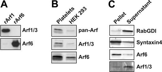 Figure 1. Arfs are present in platelets. (A) Recombinant HA-Arf1 and HA-Arf6 proteins were immunoblotted with anti-Arf1/3 and anti-Arf6 antibodies. (B) Platelet extract (50 μg) and HEK 293 cell extract (10 μg) were immunoblotted with anti-panArf, anti-Arf1/3, and anti-Arf6 antibodies. (C) Washed platelets (4 × 108/mL) were sonicated and fractionated by centrifugation. The pellet and the supernatant fractions were immunoblotted with anti-RabGDI, anti–syntaxin 4, anti-Arf6, and anti-Arf1/3 antibodies.